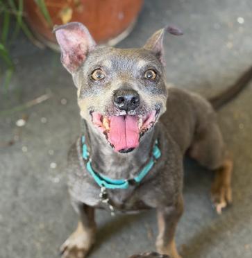 Enlarge Mattie, a Adoptable mixed breed in Long Beach, CA image 3/3