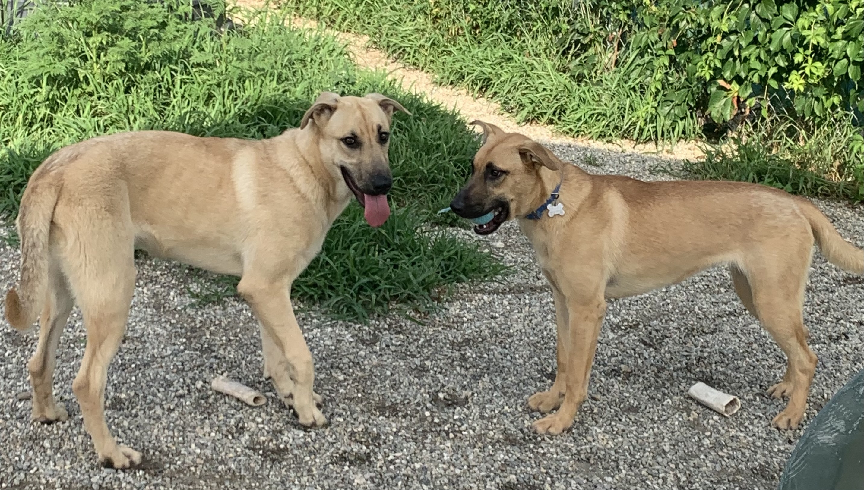 Angel, a Adoptable mixed breed in Willimantic, CT image 6/6