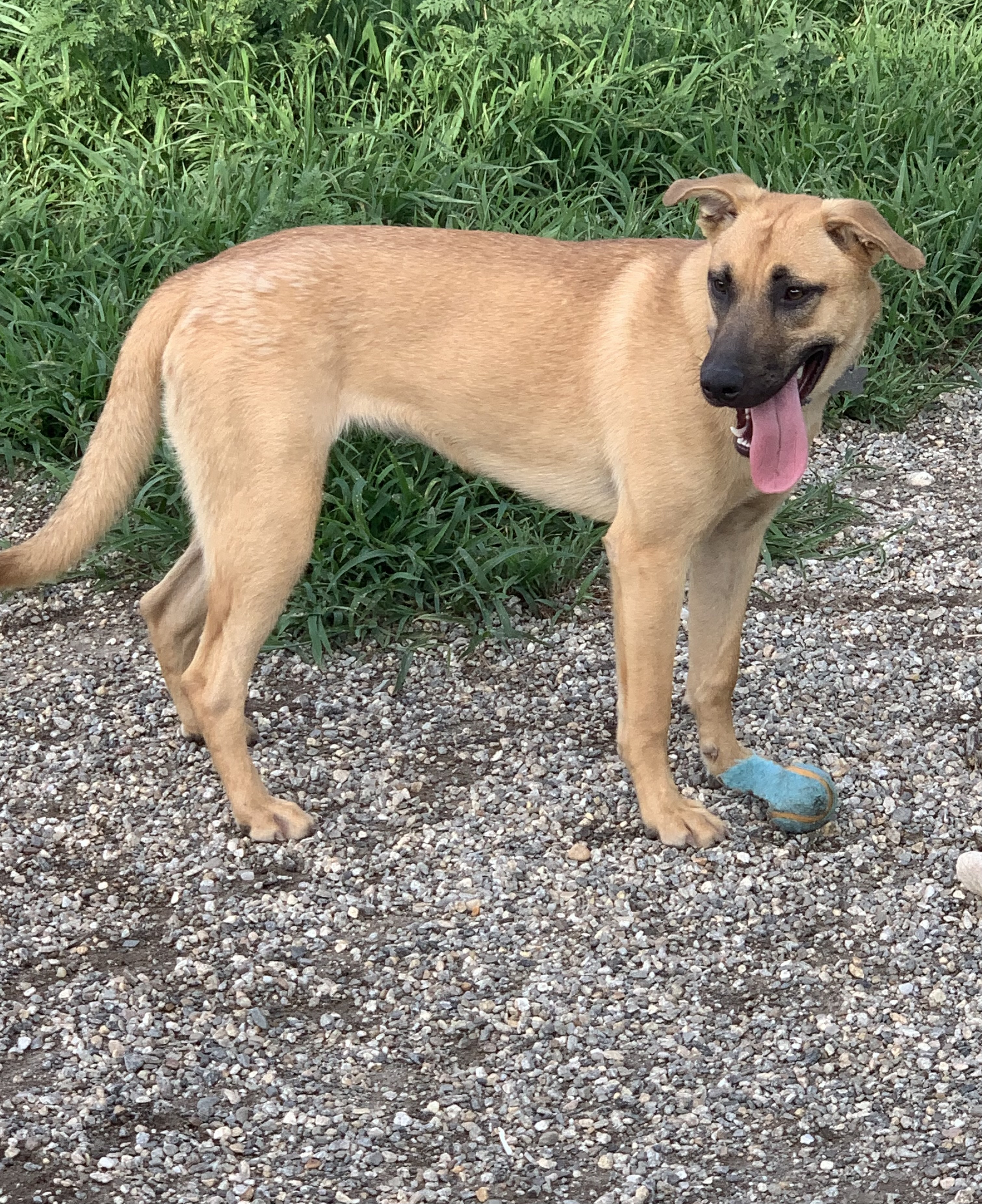 Angel, a Adoptable mixed breed in Willimantic, CT image 5/6