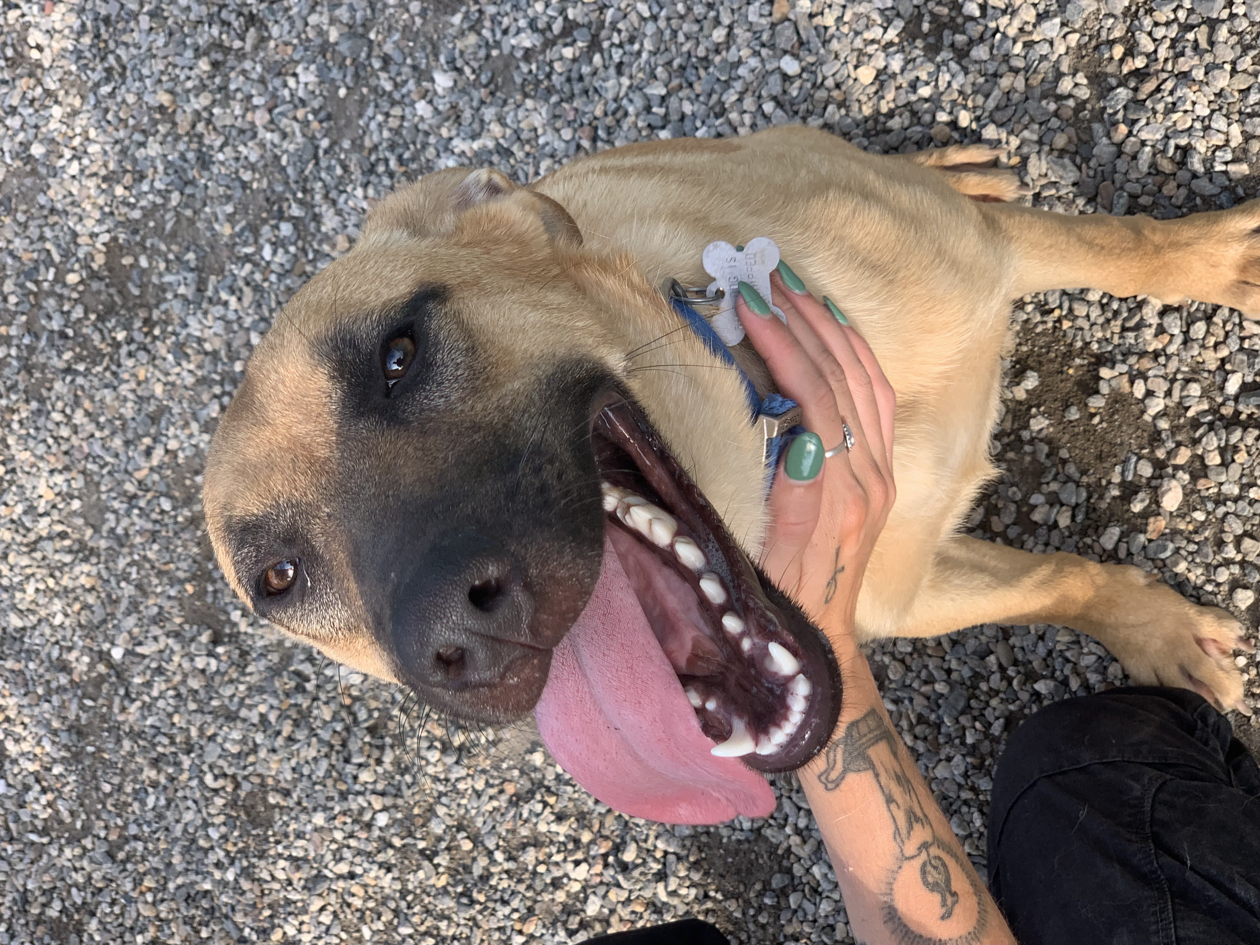 Angel, Young Female Belgian Shepherd / Malinois