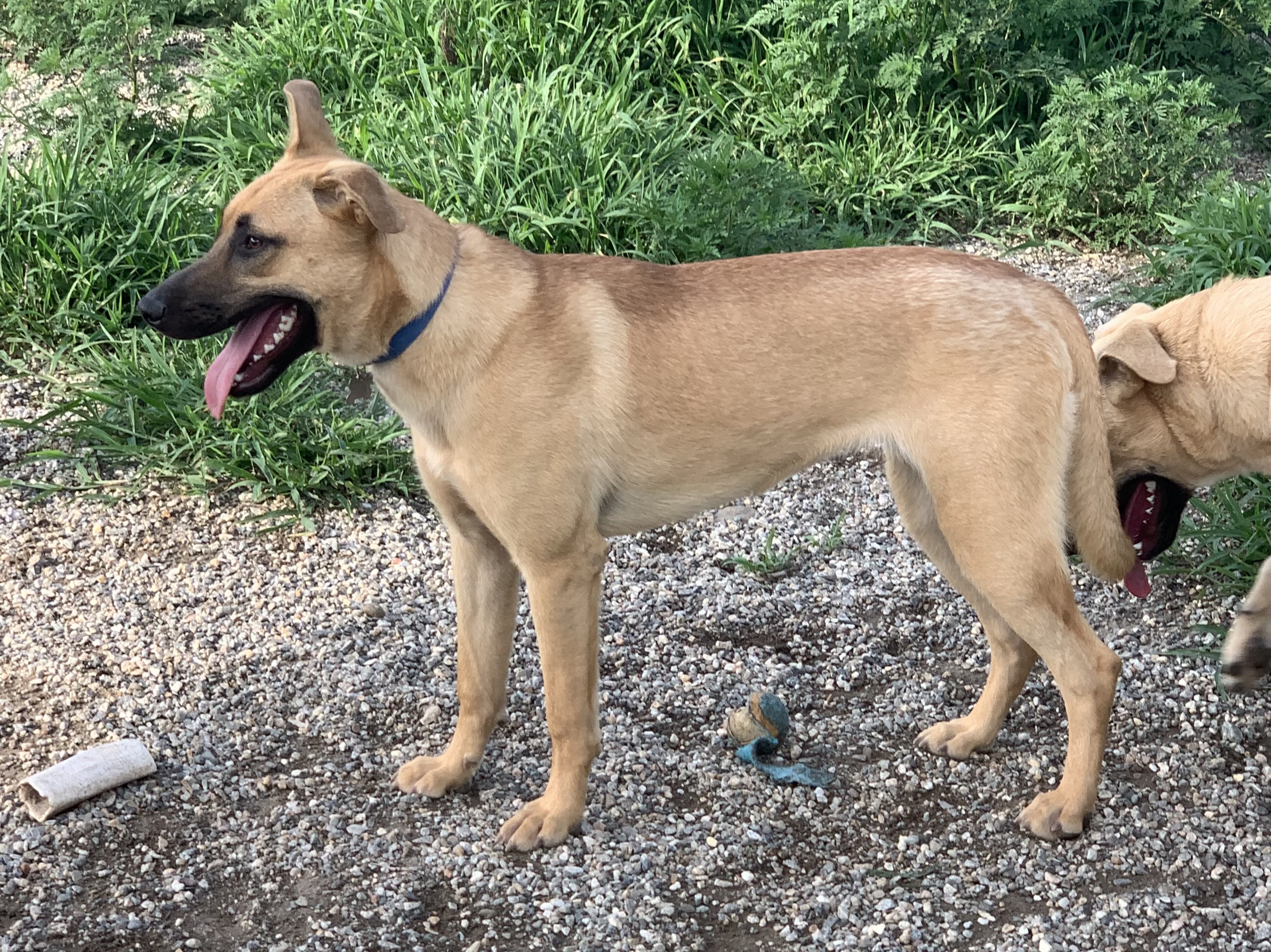 Angel, a Adoptable mixed breed in Willimantic, CT image 2/6