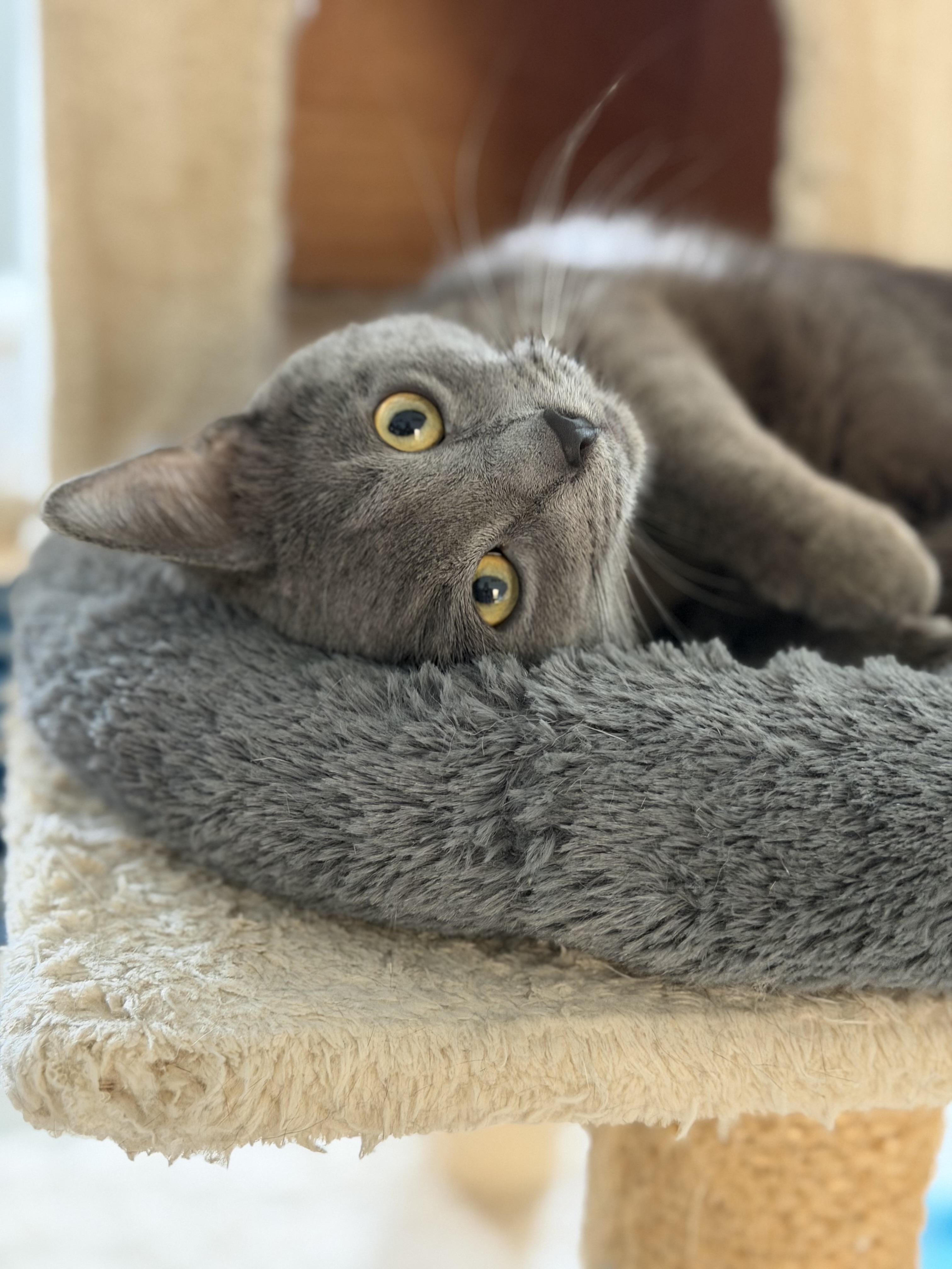 Enlarge Luka, an adopted Domestic Short Hair in Cincinnati, OH image 5/6