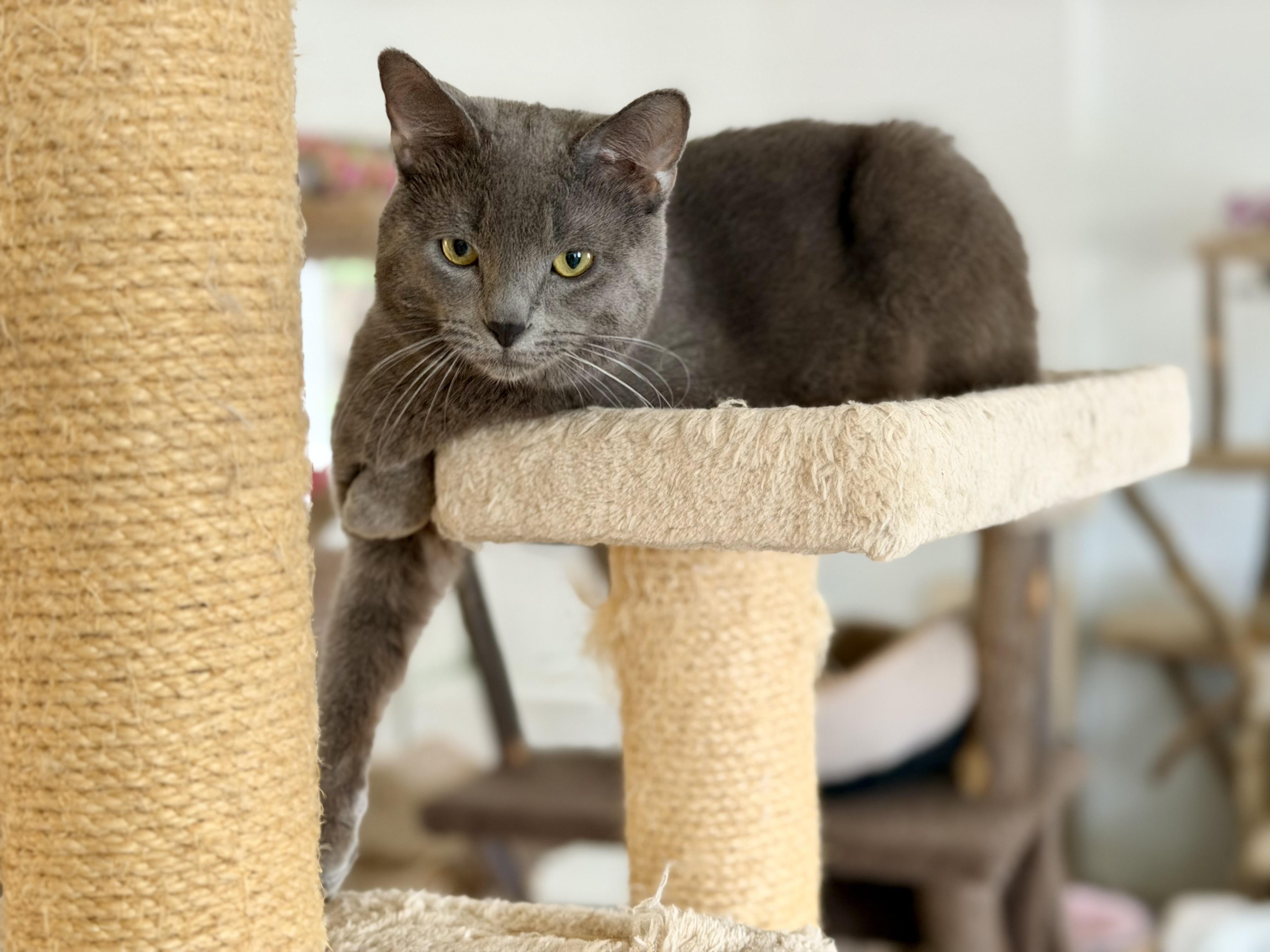 Enlarge Luka, an adopted Domestic Short Hair in Cincinnati, OH image 3/6