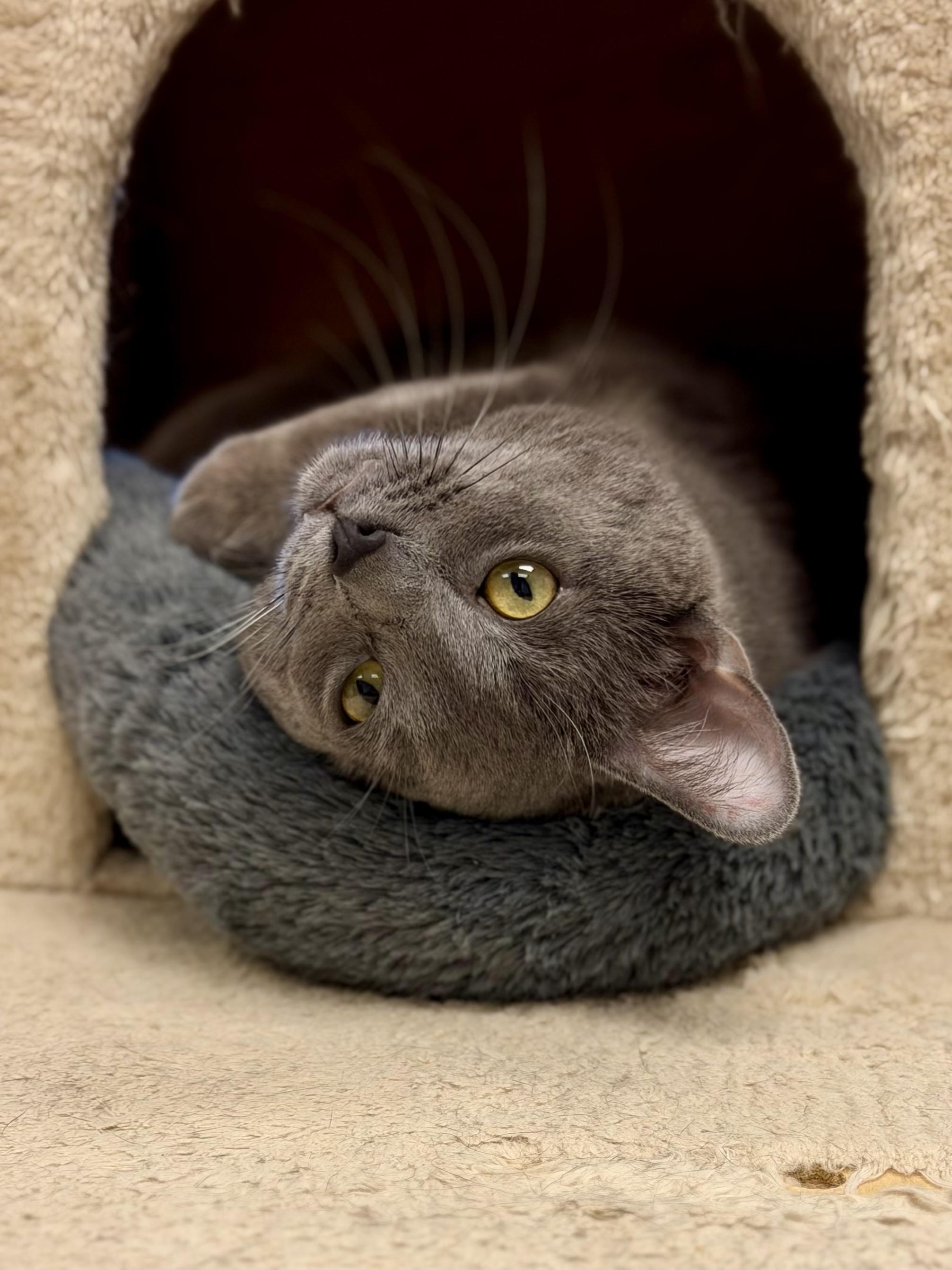 Enlarge Luka, an adopted Domestic Short Hair in Cincinnati, OH image 4/6