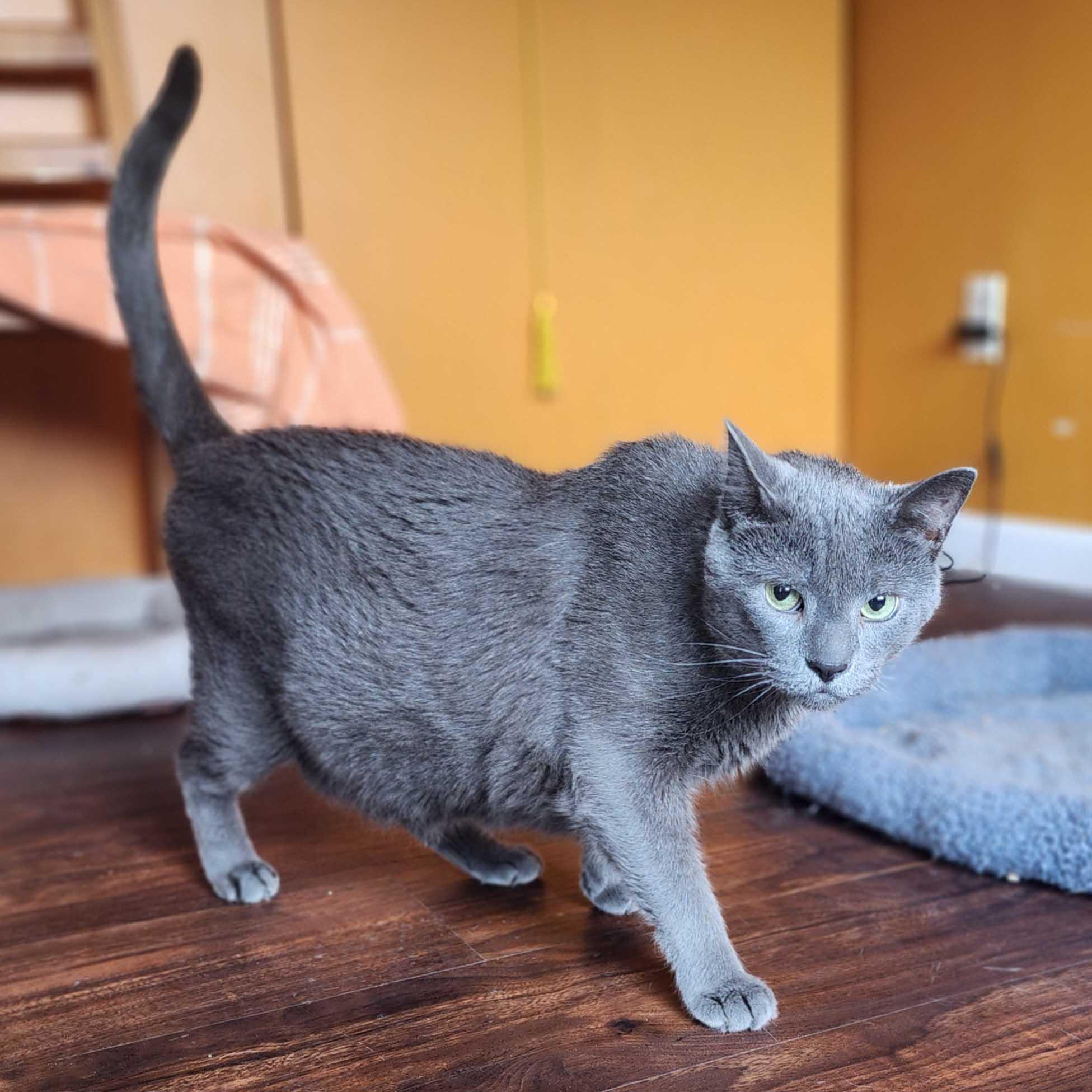 Enlarge Smokey, a Adoptable Russian Blue in New York, NY image 3/6