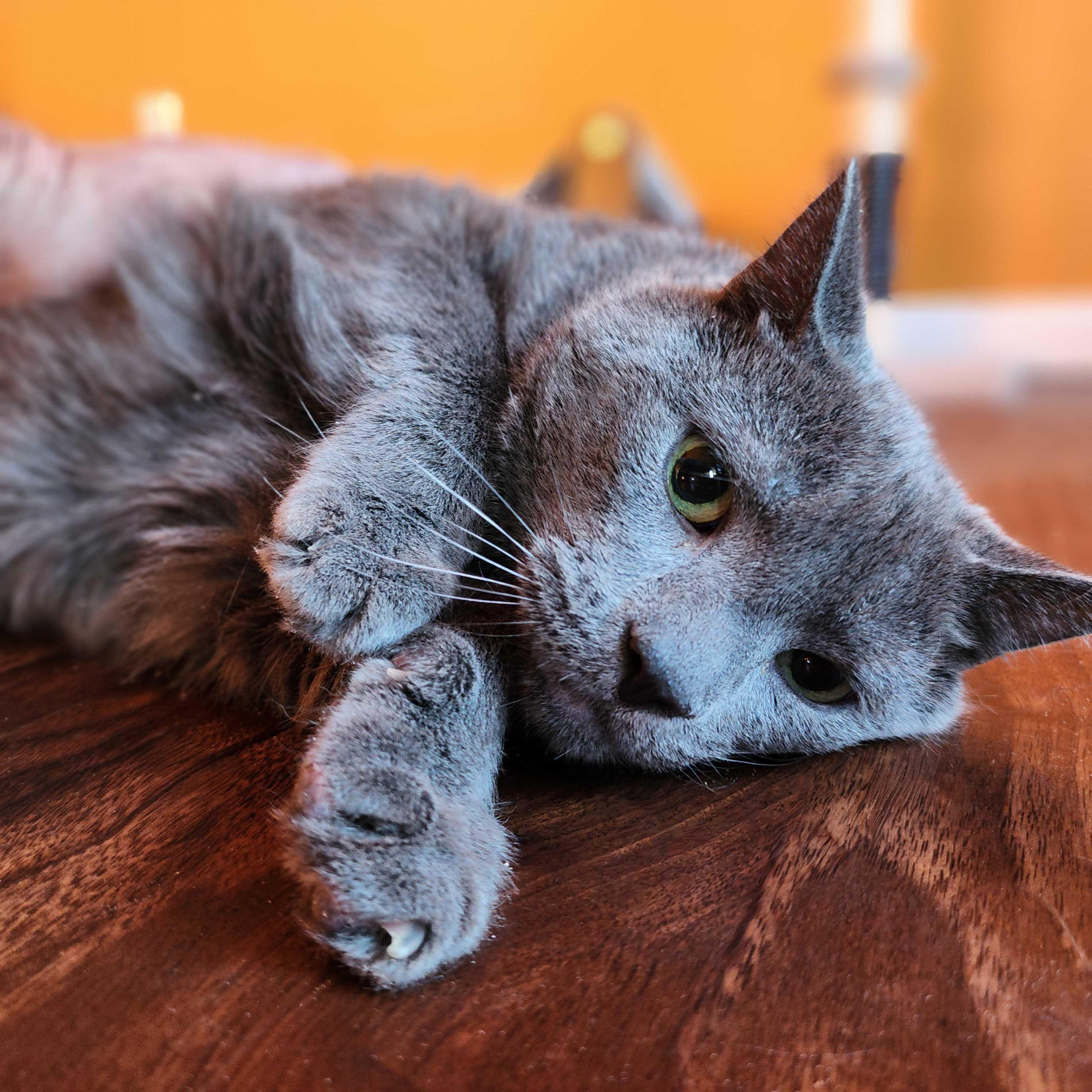 Smokey, Adoptable, Senior Male Russian Blue.