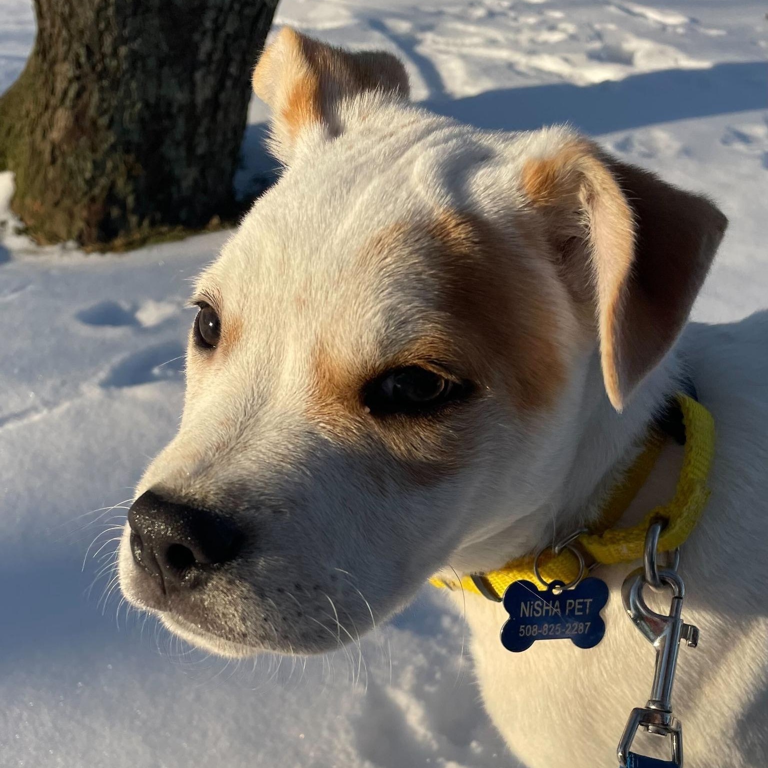 Gabriel, ADOPTABLE, Puppy Male Australian Cattle Dog / Blue Heeler.