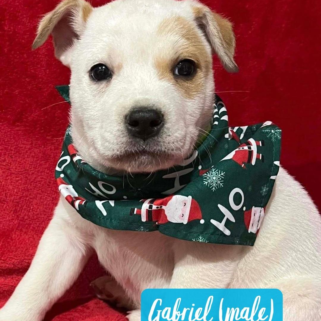 Enlarge Gabriel, a ADOPTABLE mixed breed in Nantucket, MA image 4/4