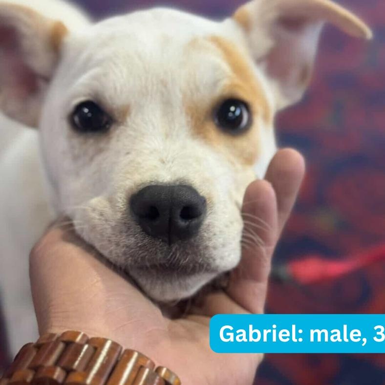 Enlarge Gabriel, a ADOPTABLE mixed breed in Nantucket, MA image 3/4