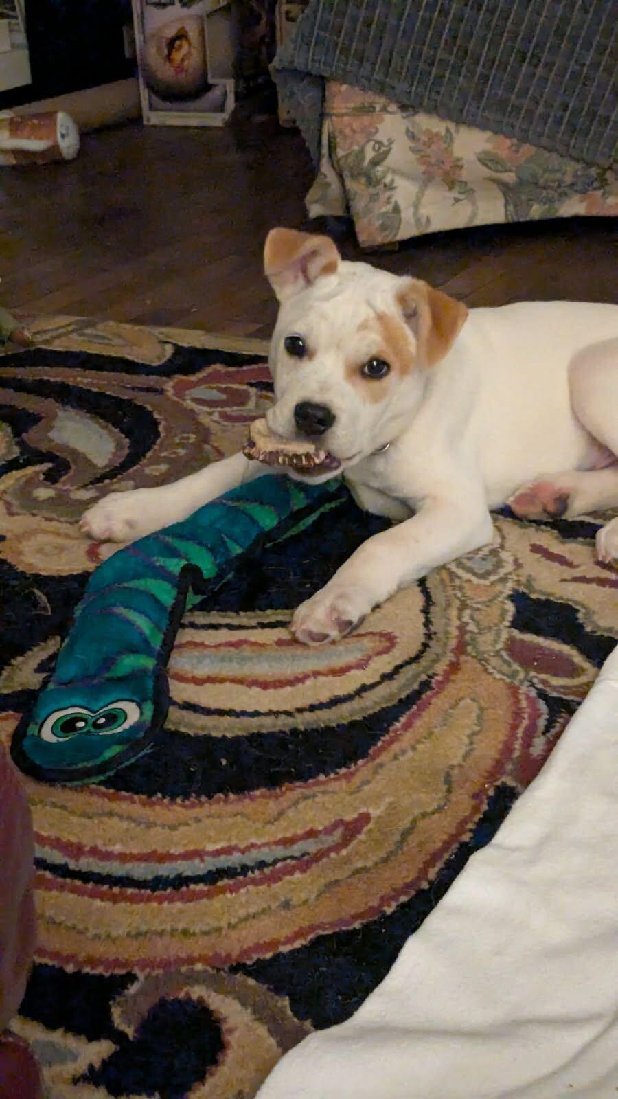 Enlarge Gabriel, a ADOPTABLE mixed breed in Nantucket, MA image 2/4