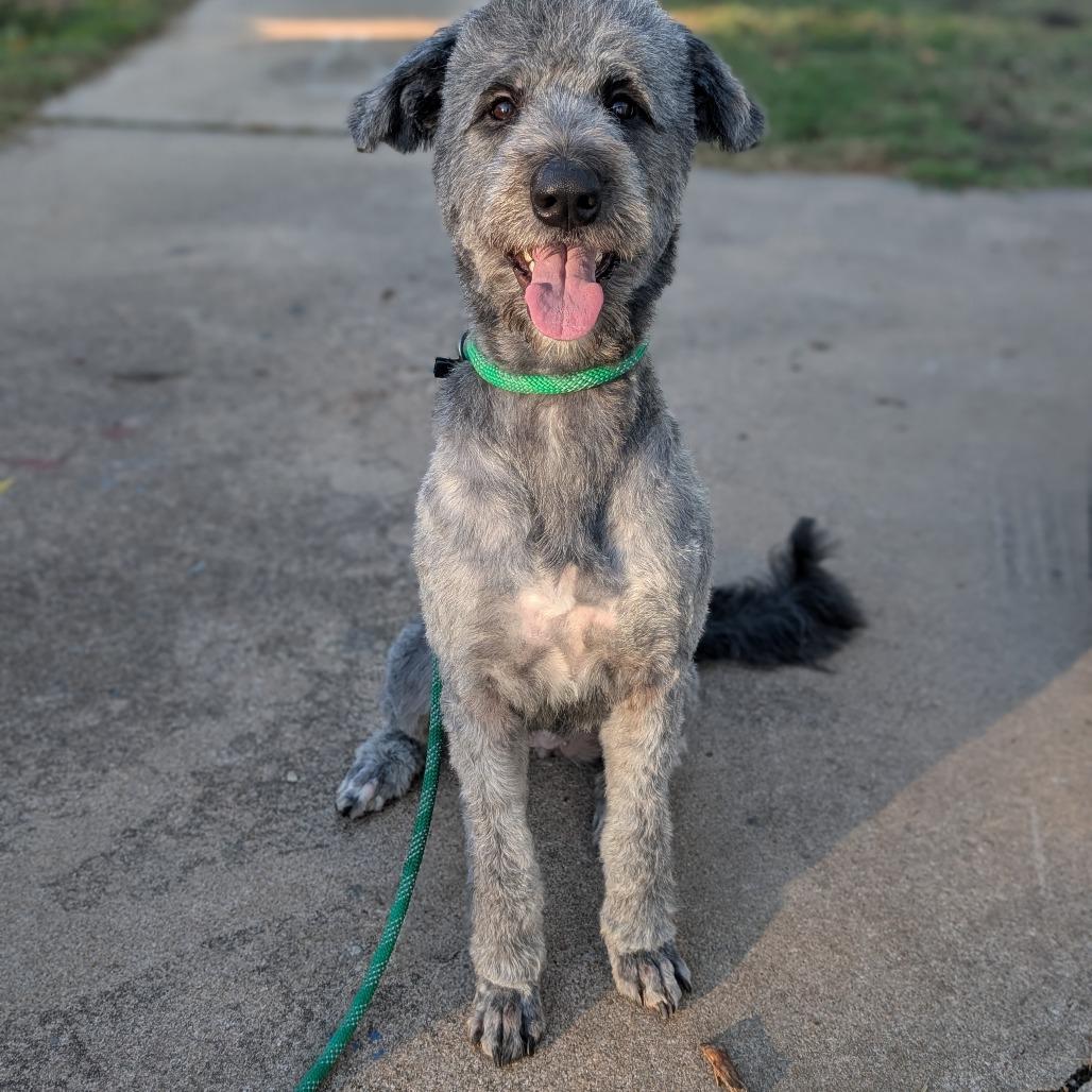 Enlarge Freya, a Adoptable mixed breed in Sand Springs, OK image 1/2