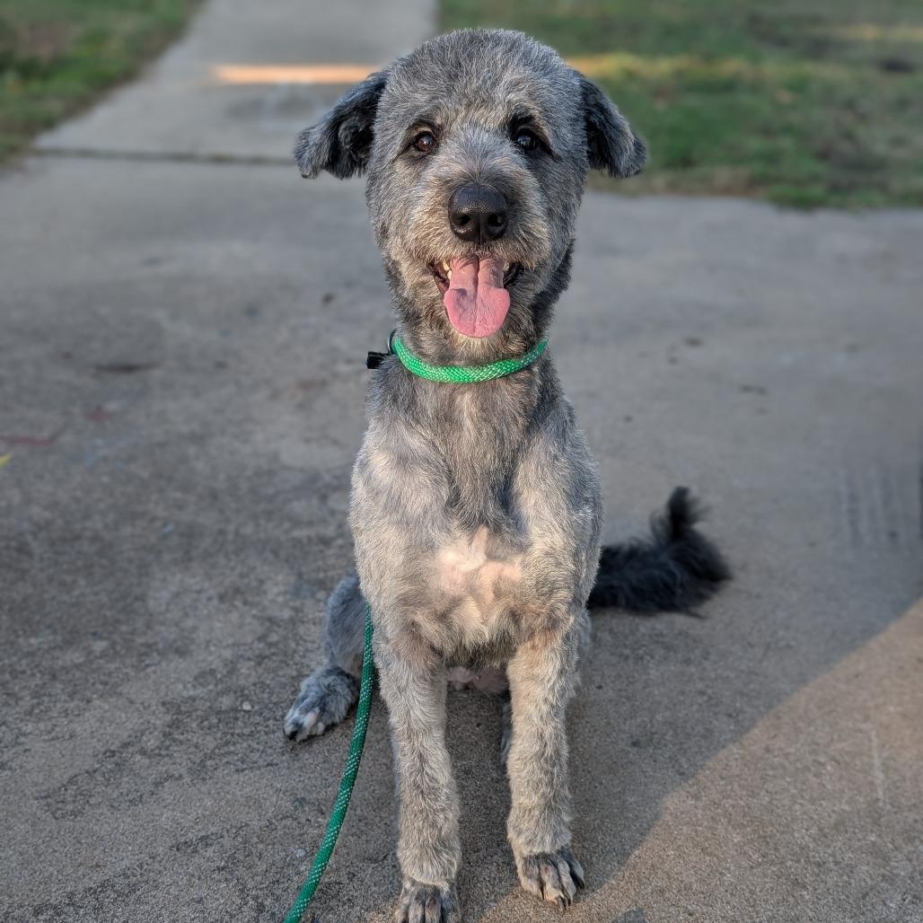 Enlarge Freya, a Adoptable mixed breed in Sand Springs, OK image 2/2