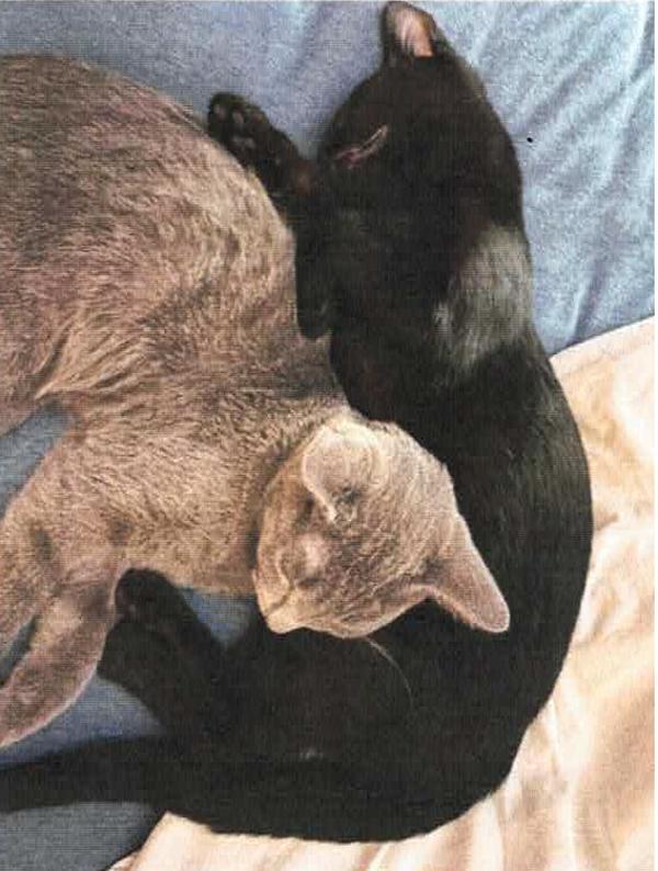 Enlarge Wobbles - Companion To Punky Brewster, a Adoptable mixed breed in Stratham, NH image 1/1