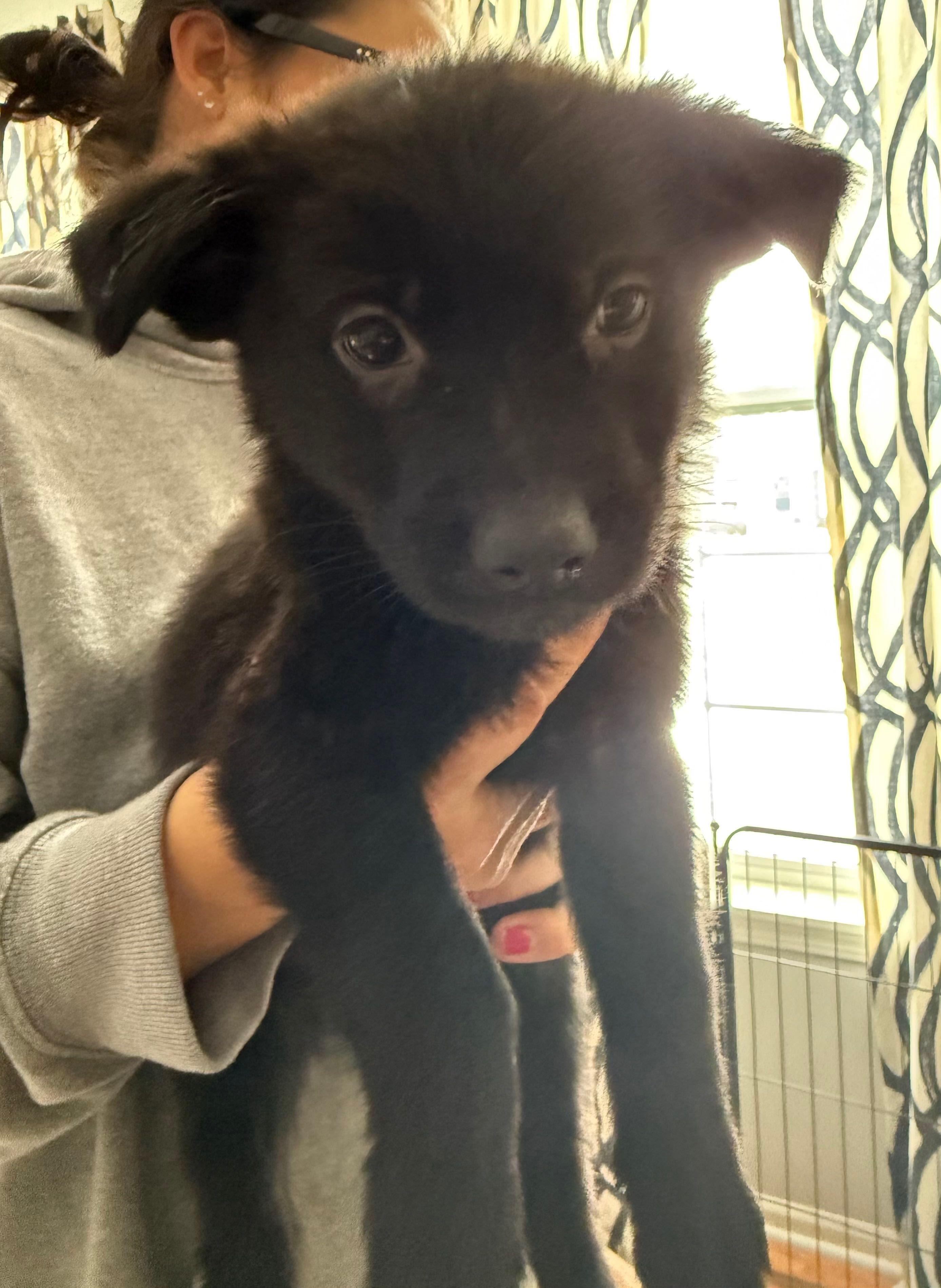 Cupid, ADOPTABLE, Puppy Female German Shepherd Dog.