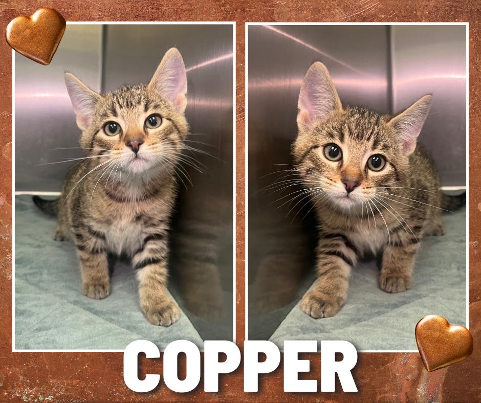 Enlarge Copper, a Adoptable mixed breed in Universal City, TX image 1/1