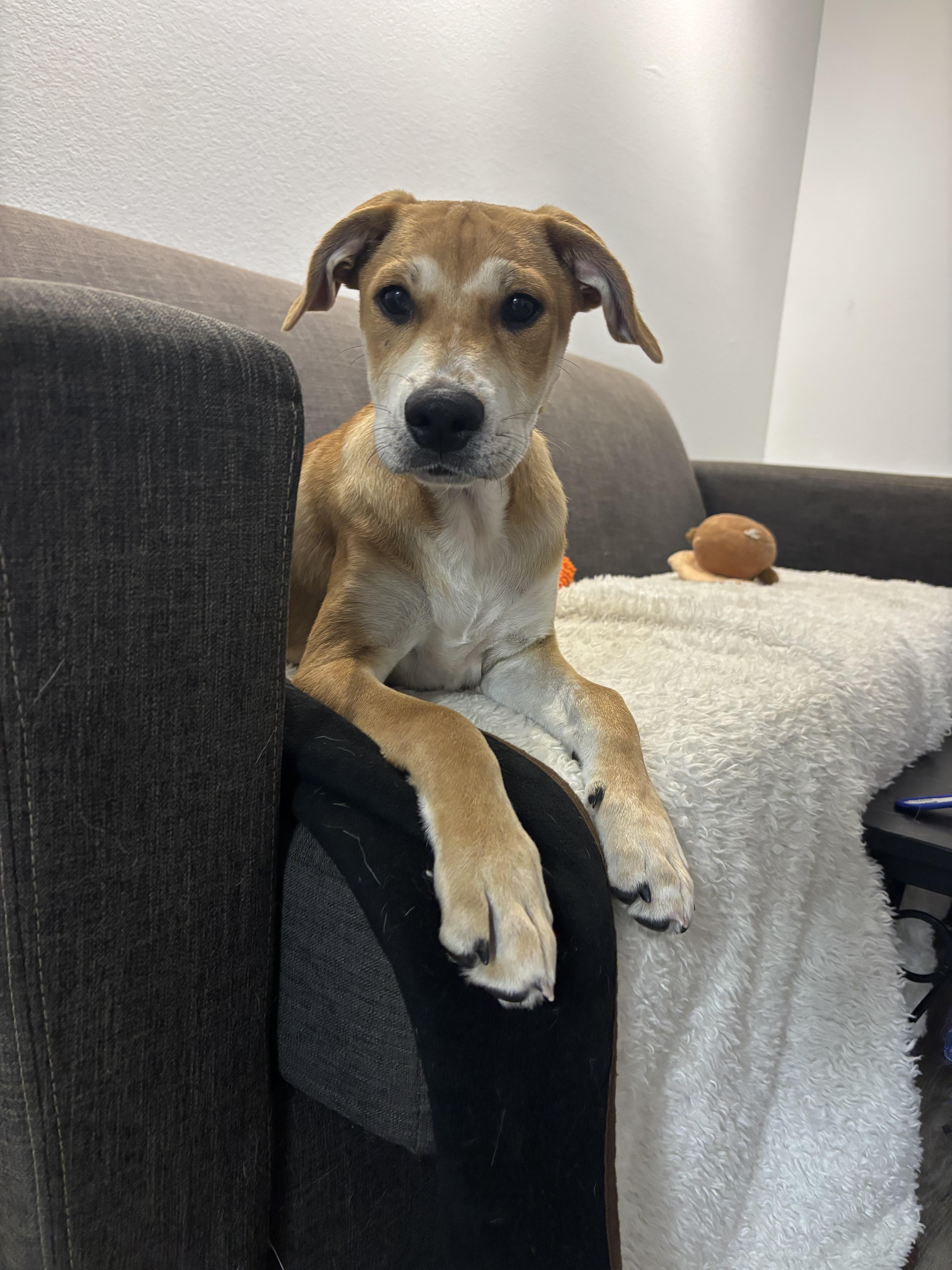 Enlarge Reese, a Adoptable mixed breed in Orlando, FL image 5/6