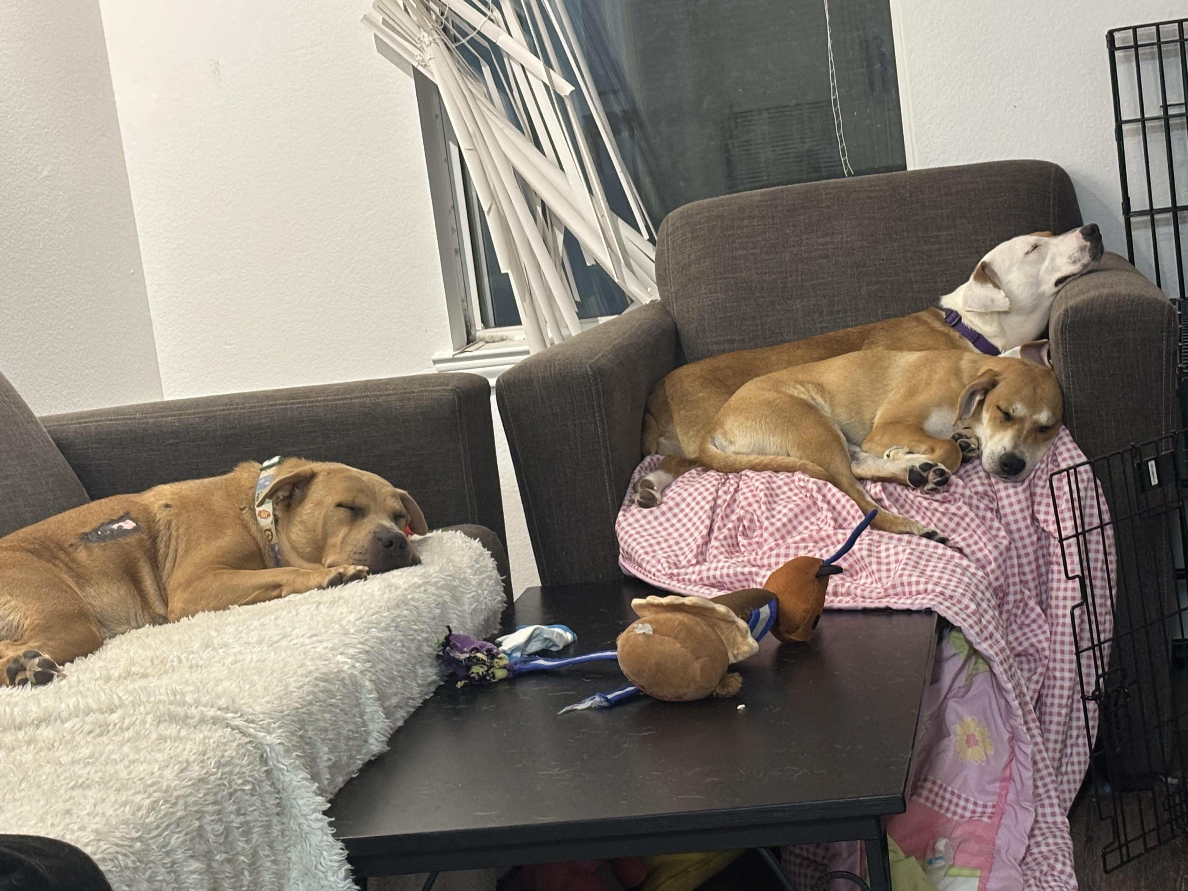 Enlarge Reese, a Adoptable mixed breed in Orlando, FL image 6/6