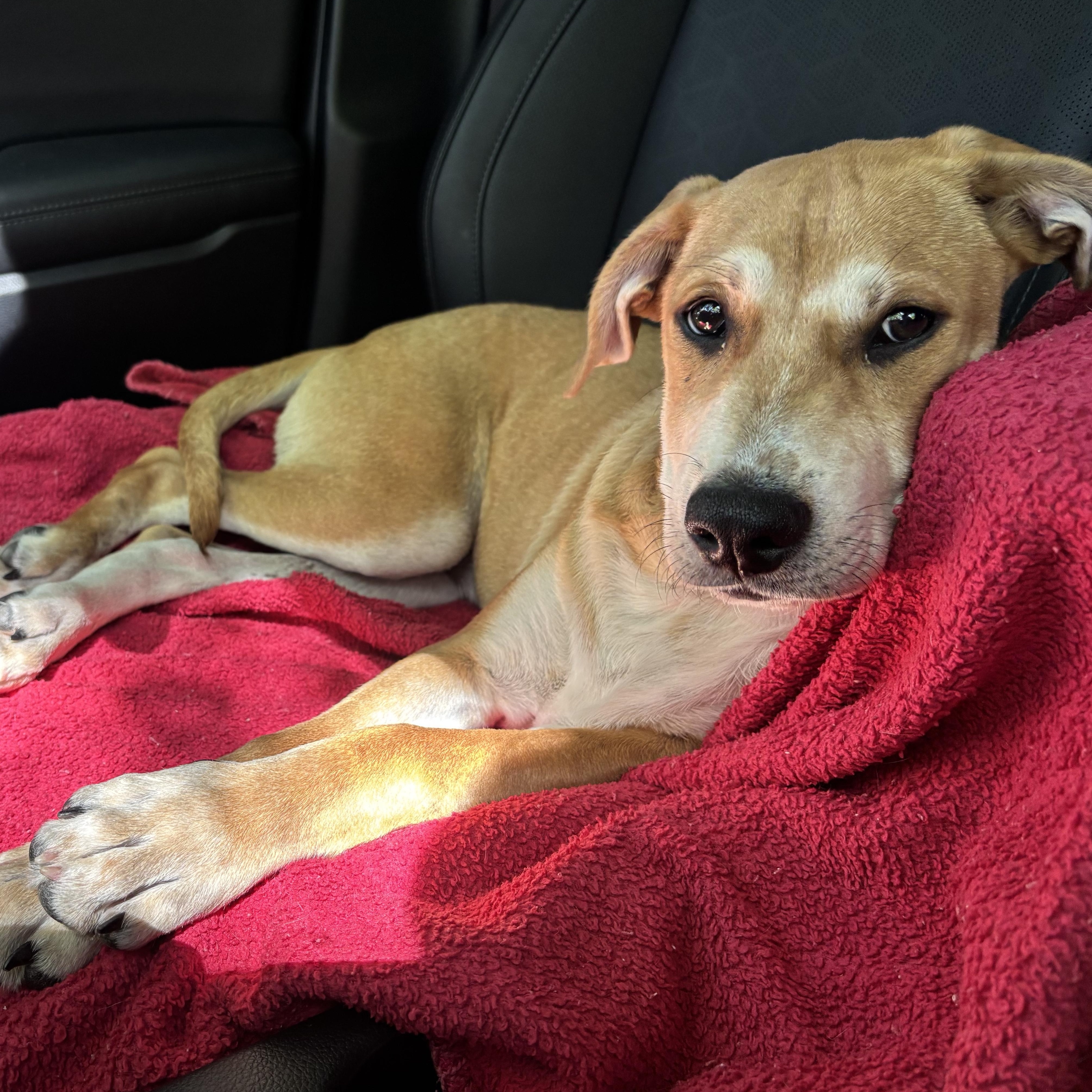 Reese, Adoptable, Puppy Male Hound.