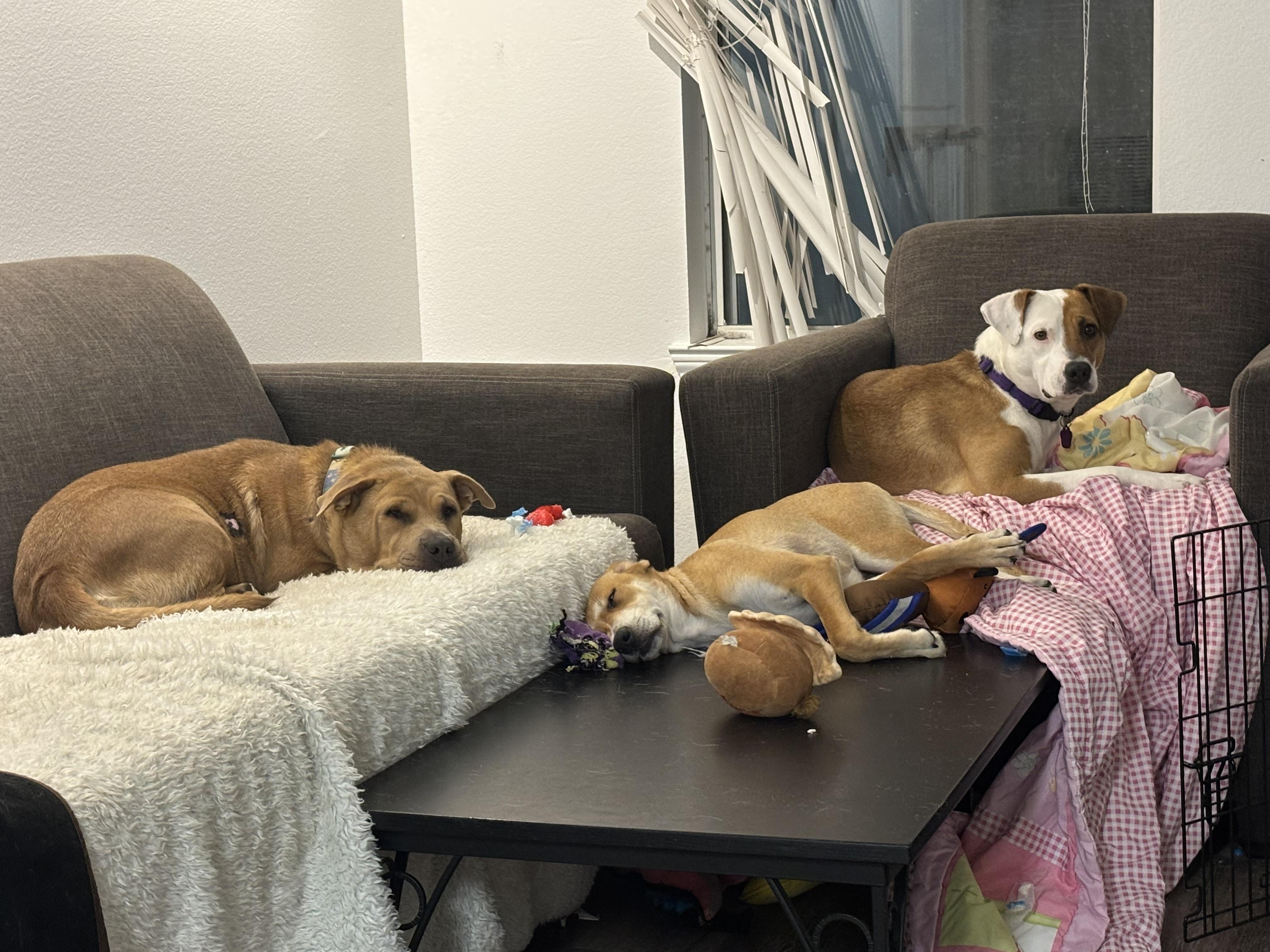 Enlarge Reese, a Adoptable mixed breed in Orlando, FL image 3/6