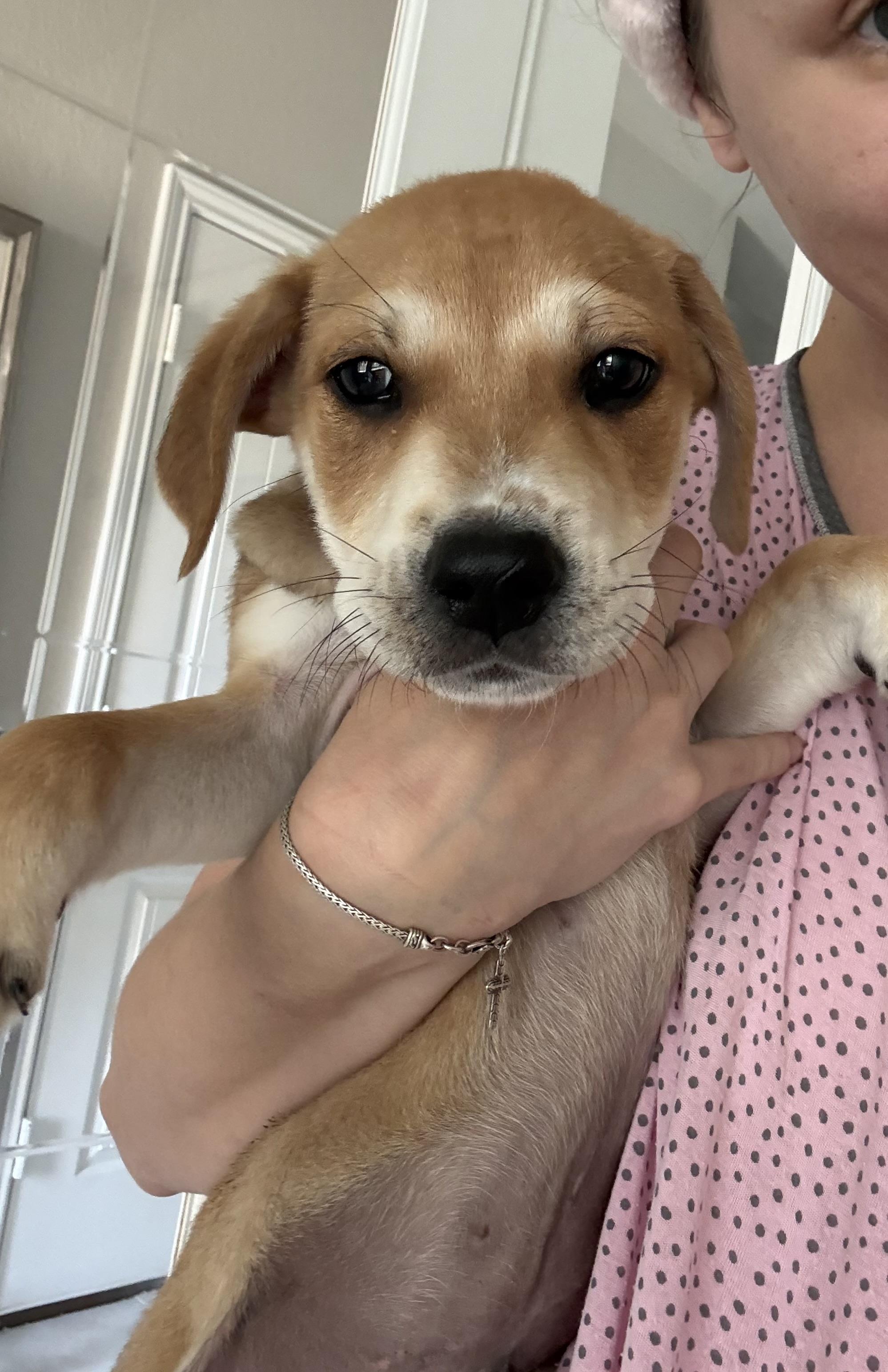 Reese, Adoptable, Puppy Male Shepherd.