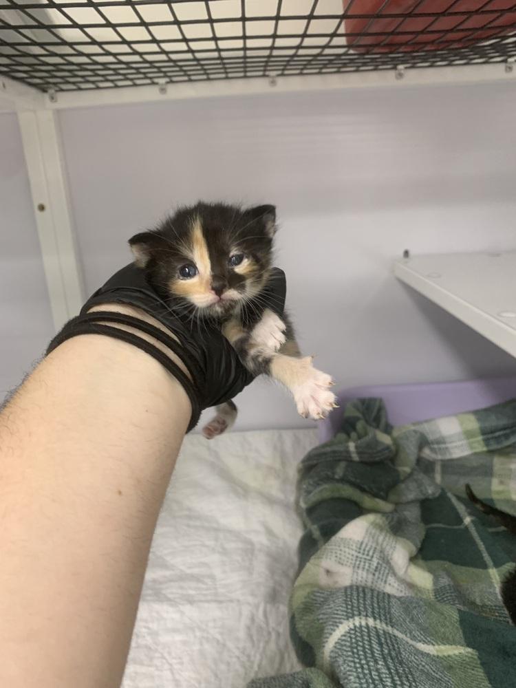 River, Adoptable, Kitten Female Domestic Short Hair.
