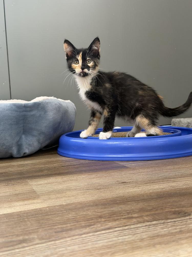 River, a Adoptable mixed breed in Salmon, ID image 2/3