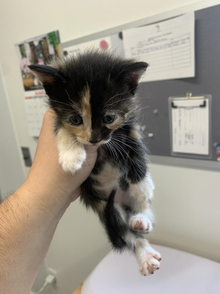 River, a Adoptable mixed breed in Salmon, ID image 3/3