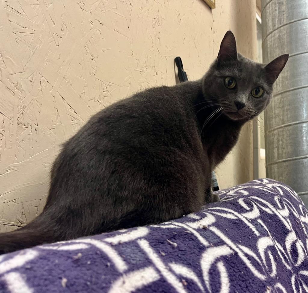 Moxie, a Adoptable mixed breed in Sherwood, OR image 1/3