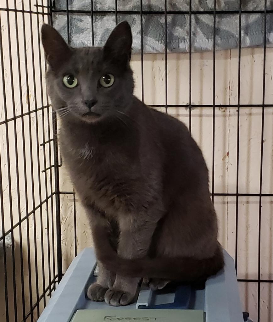 Moxie, a Adoptable mixed breed in Sherwood, OR image 2/3