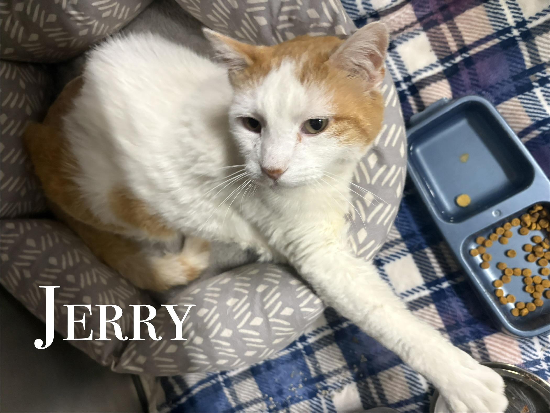 Jerry, ADOPTABLE, Senior Male Domestic Short Hair.