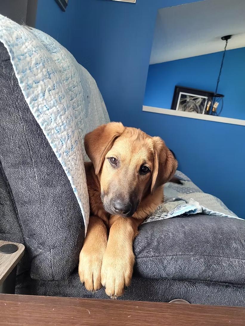 Link, Adoptable, Young Male German Shepherd Dog.