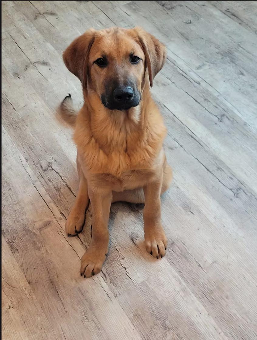 Enlarge Link, a Adoptable mixed breed in Calgary, AB image 2/3