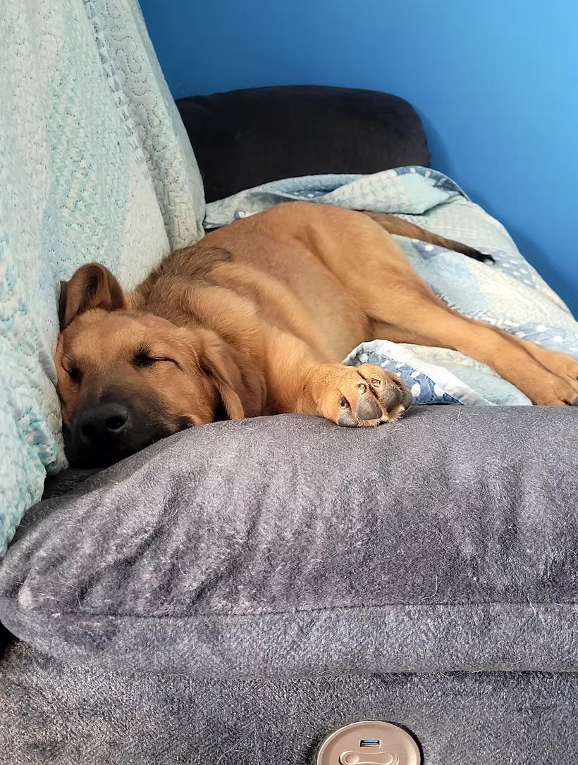 Enlarge Link, a Adoptable mixed breed in Calgary, AB image 3/3