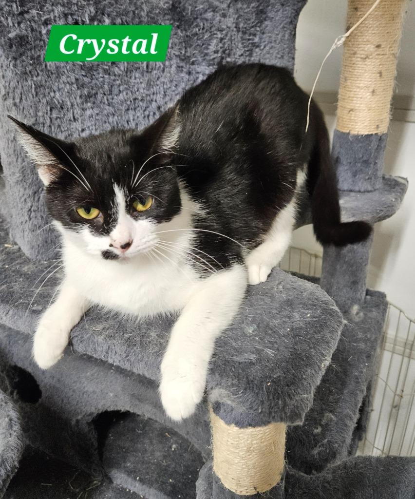 Enlarge Crystal, a Adoptable mixed breed in Manchester, TN image 1/1