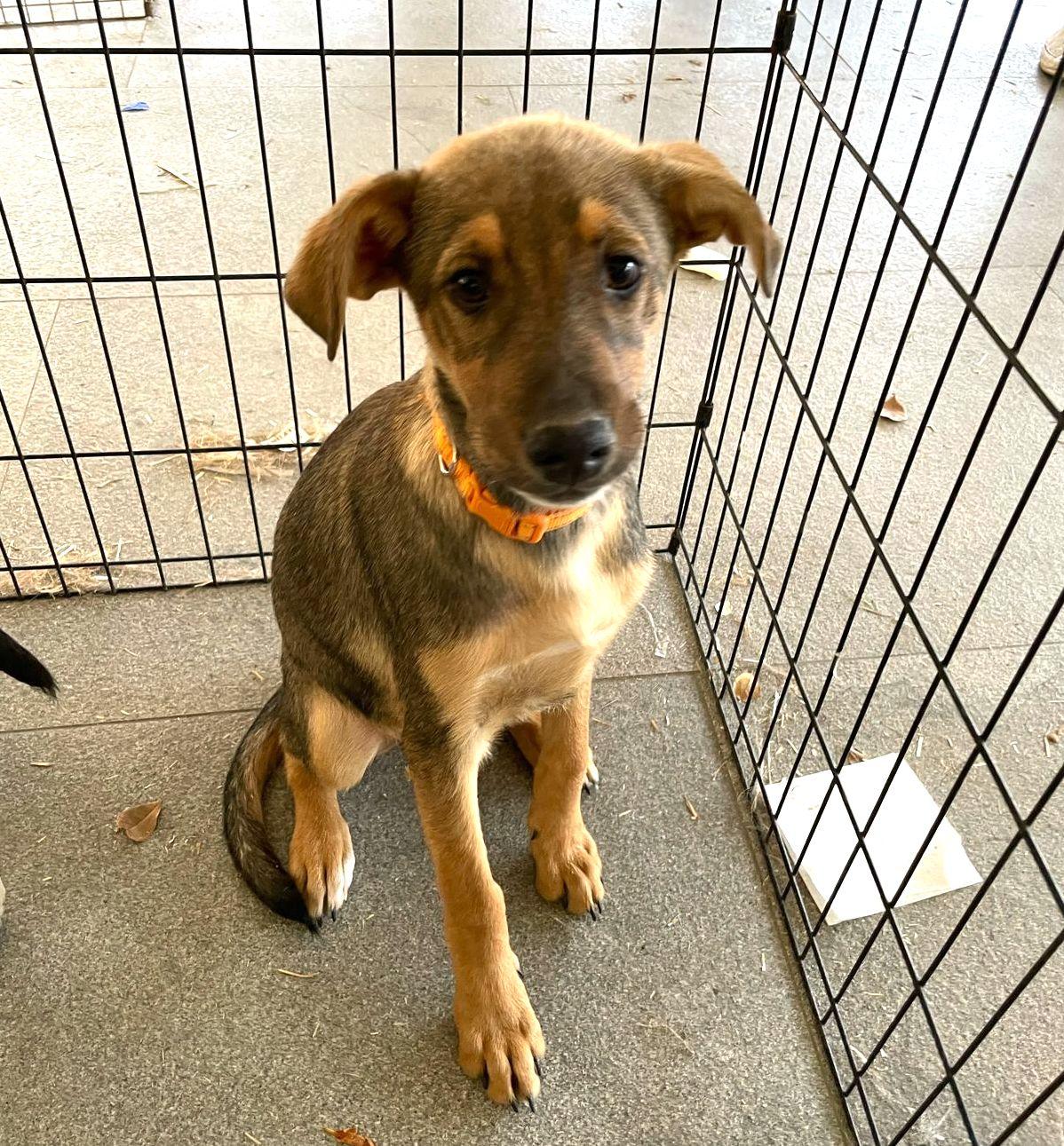 Capi, an adoptable German Shepherd Dog in Mexicali, BCN, 21280 | Photo Image 2