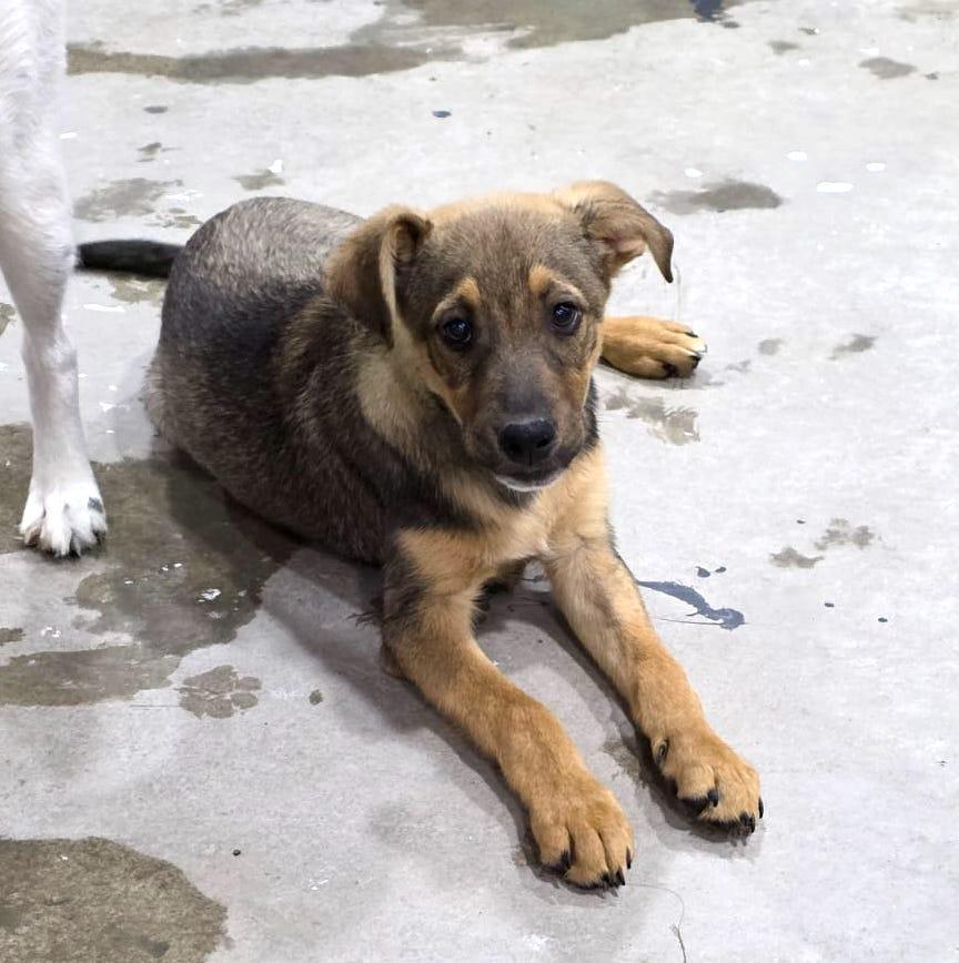 Capi, an adoptable German Shepherd Dog in Mexicali, BCN, 21280 | Photo Image 1