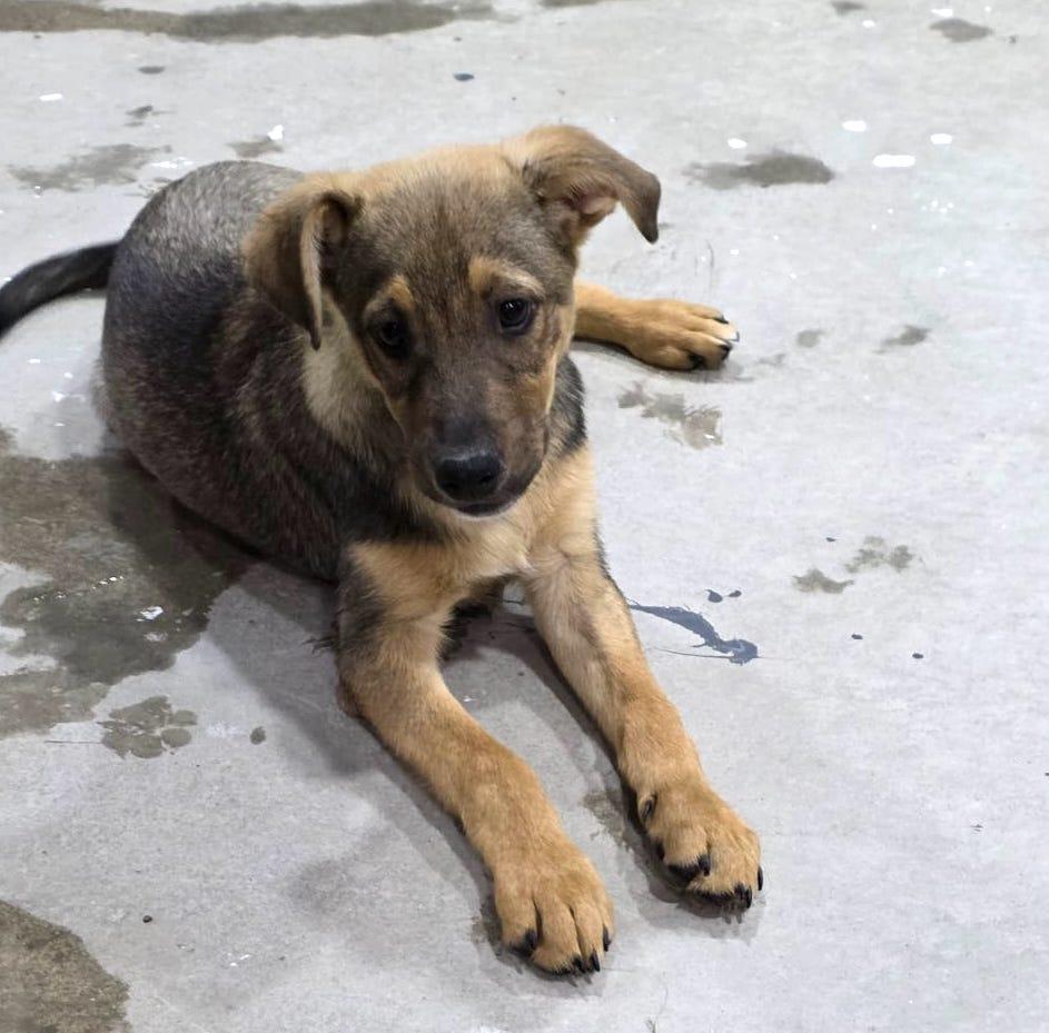 Capi, an adoptable German Shepherd Dog in Mexicali, BCN, 21280 | Photo Image 3