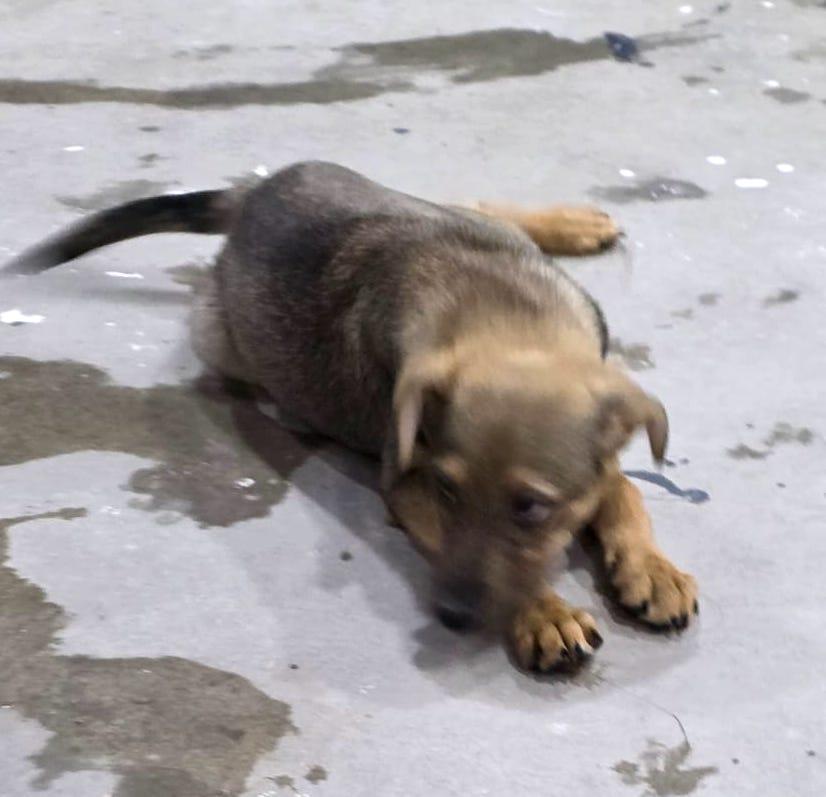 Capi, an adoptable German Shepherd Dog in Mexicali, BCN, 21280 | Photo Image 4