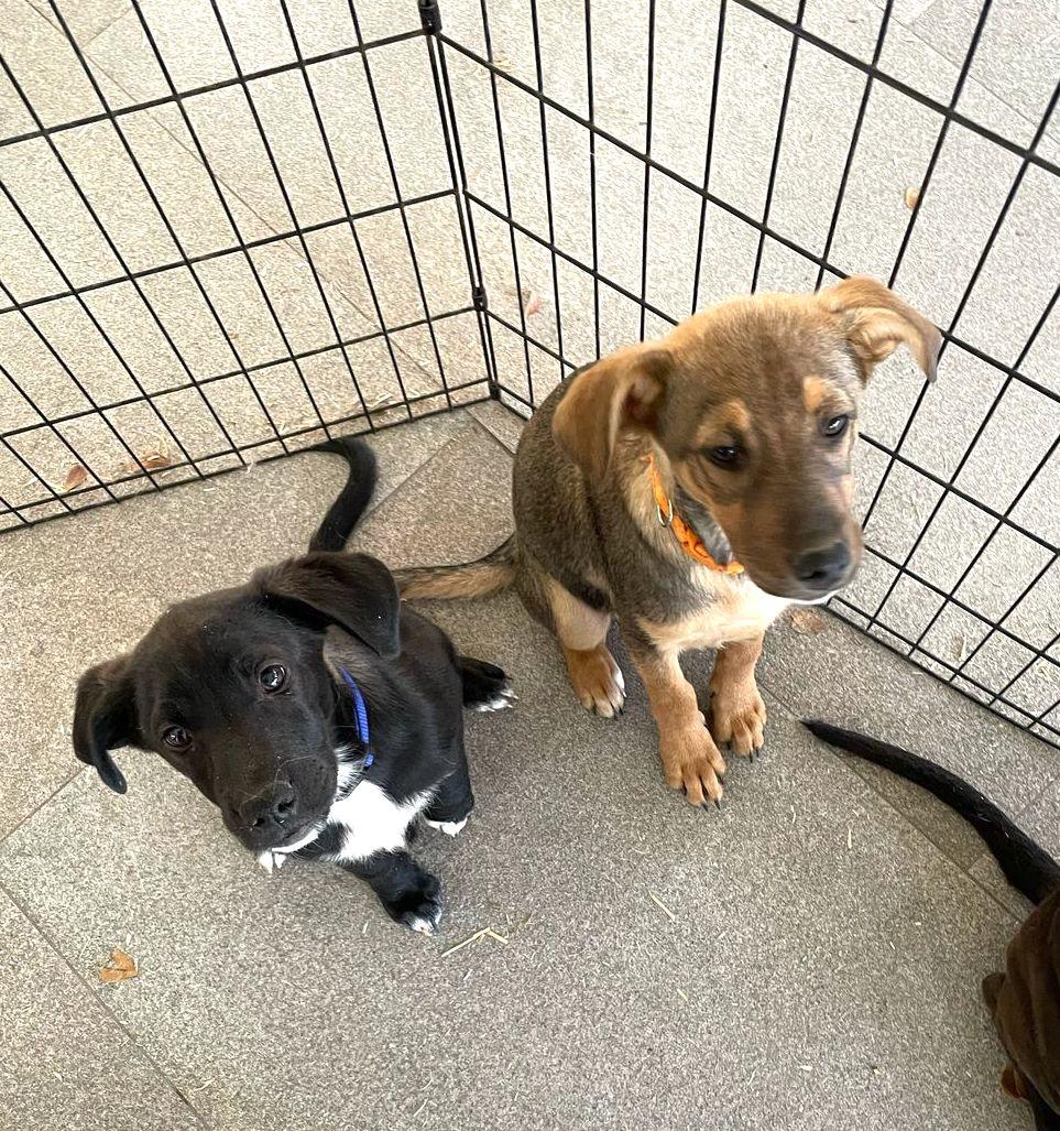 Capi, an adoptable German Shepherd Dog in Mexicali, BCN, 21280 | Photo Image 5