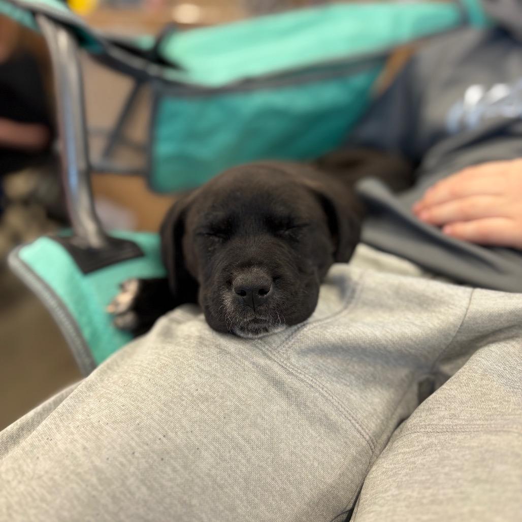 Enlarge Dino, a Adoptable mixed breed in Odenville, AL image 1/6