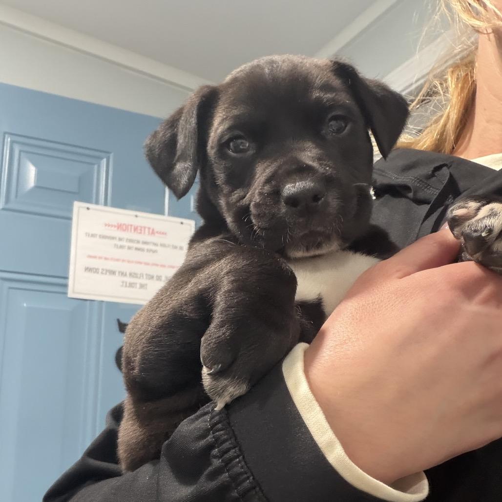 Enlarge Dino, a Adoptable mixed breed in Odenville, AL image 2/6