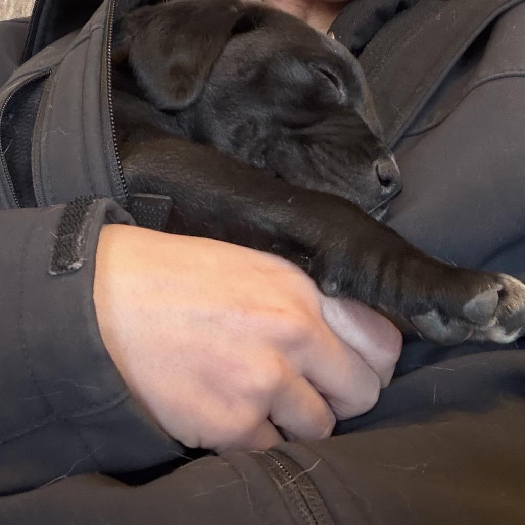 Enlarge Dino, a Adoptable mixed breed in Odenville, AL image 4/6