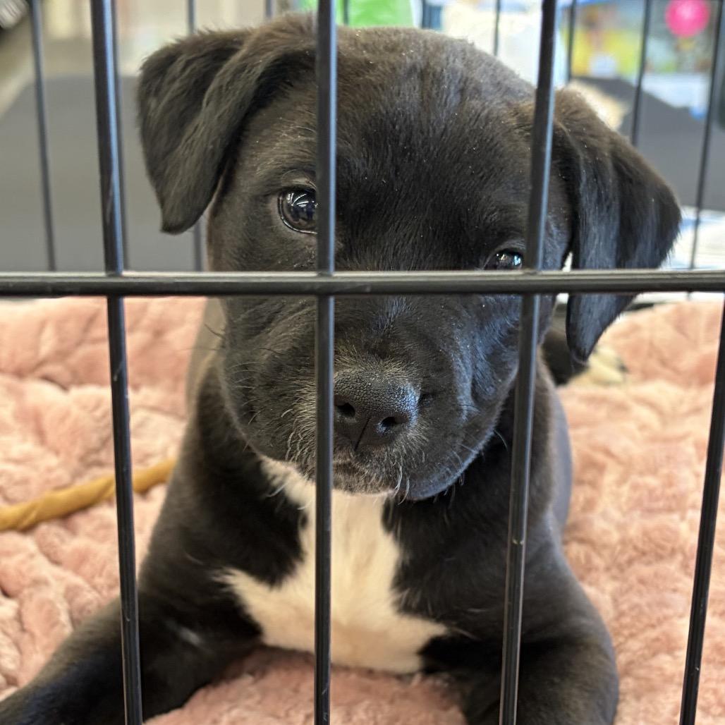 Enlarge Dino, a Adoptable mixed breed in Odenville, AL image 5/6