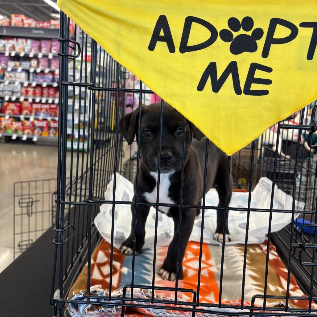 Enlarge Dino, a Adoptable mixed breed in Odenville, AL image 6/6