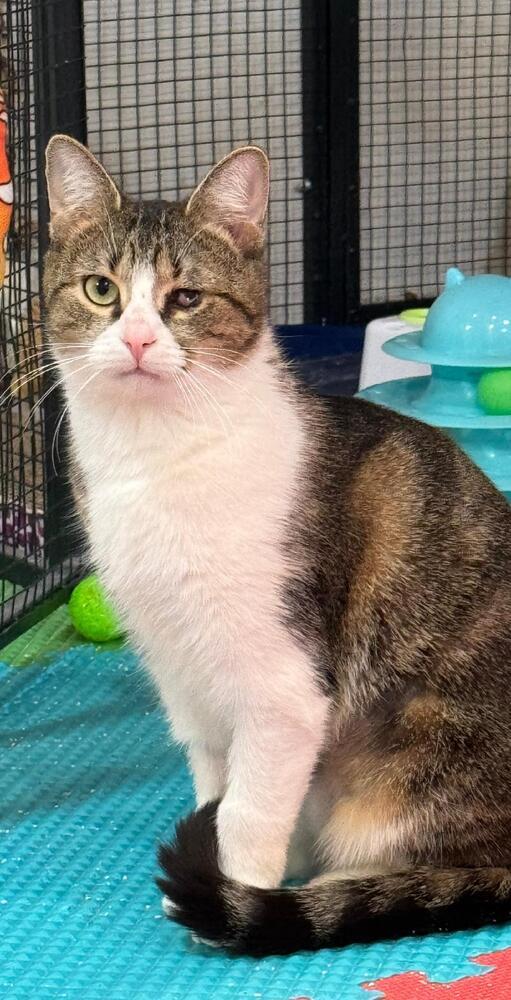 WINKS, Adoptable, Young Female Tabby & Calico.