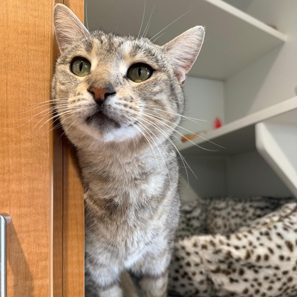 Nala, Adoptable, Young Female Domestic Short Hair.