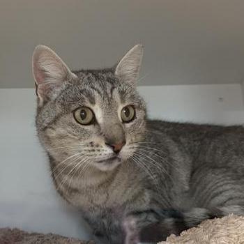 Enlarge Nala, a Adoptable Domestic Short Hair in Buellton, CA image 2/5