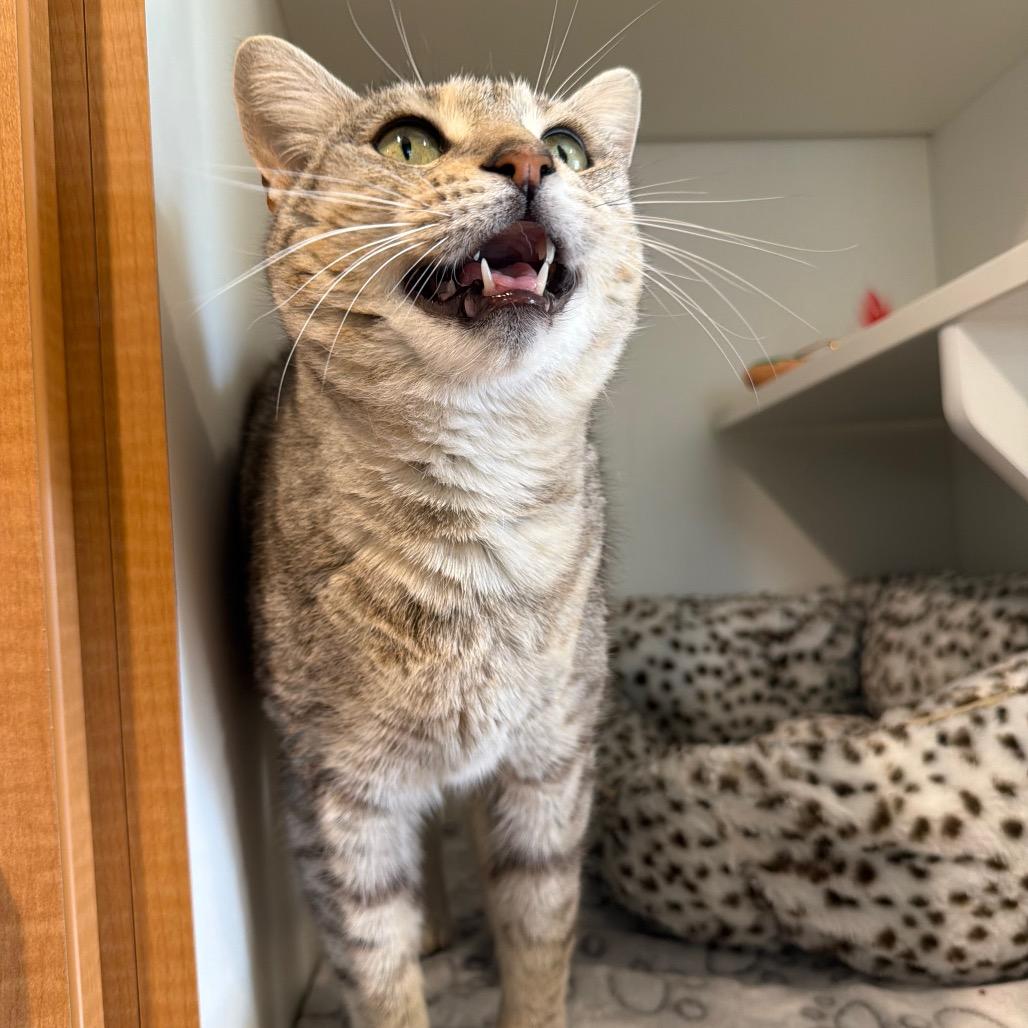 Enlarge Nala, a Adoptable Domestic Short Hair in Buellton, CA image 4/5