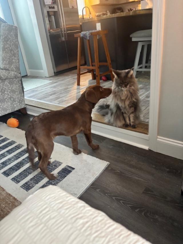 Enlarge Vivi PENDING ADOPTION, a Adoptable mixed breed in South Portland, ME image 5/6