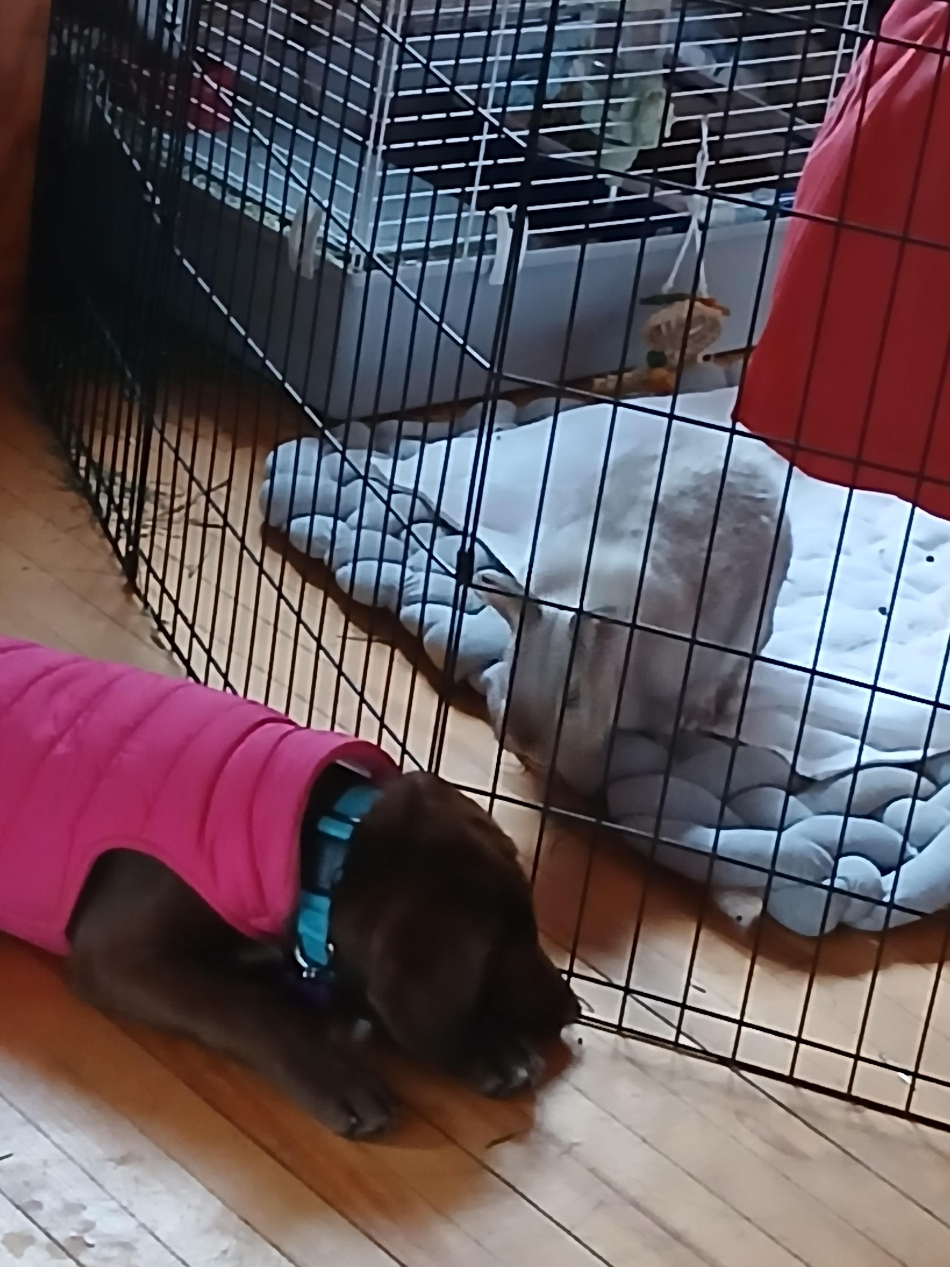 Vivi in Maine, a Adoptable mixed breed in South Portland, ME image 1/4